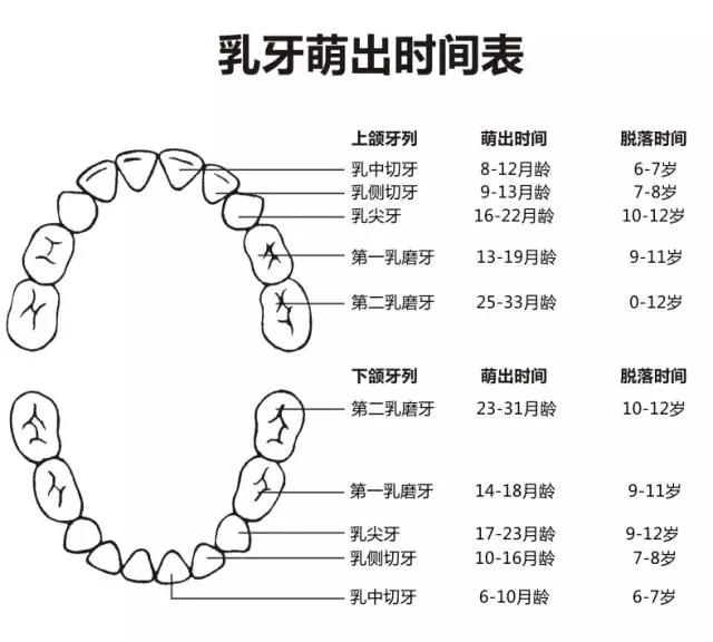 尚佳專業(yè)月嫂丨何時(shí)長牙才算正常？